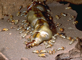reine termite